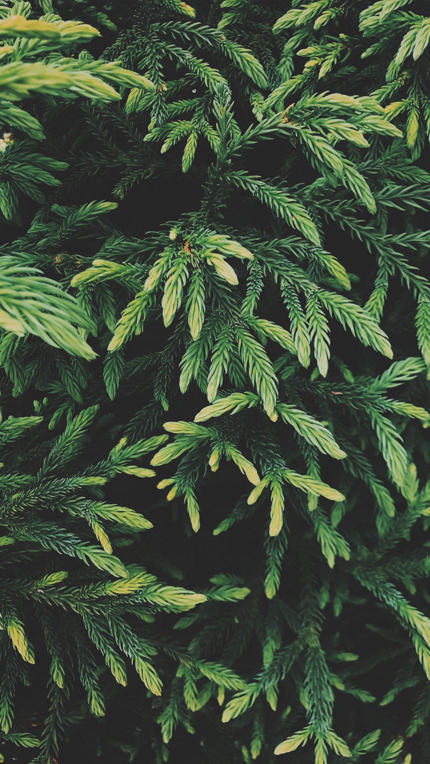 Spruce, Plants, Plant, Tree, Terrestrial Plant. Wallpaper in 1440x2560 Resolution