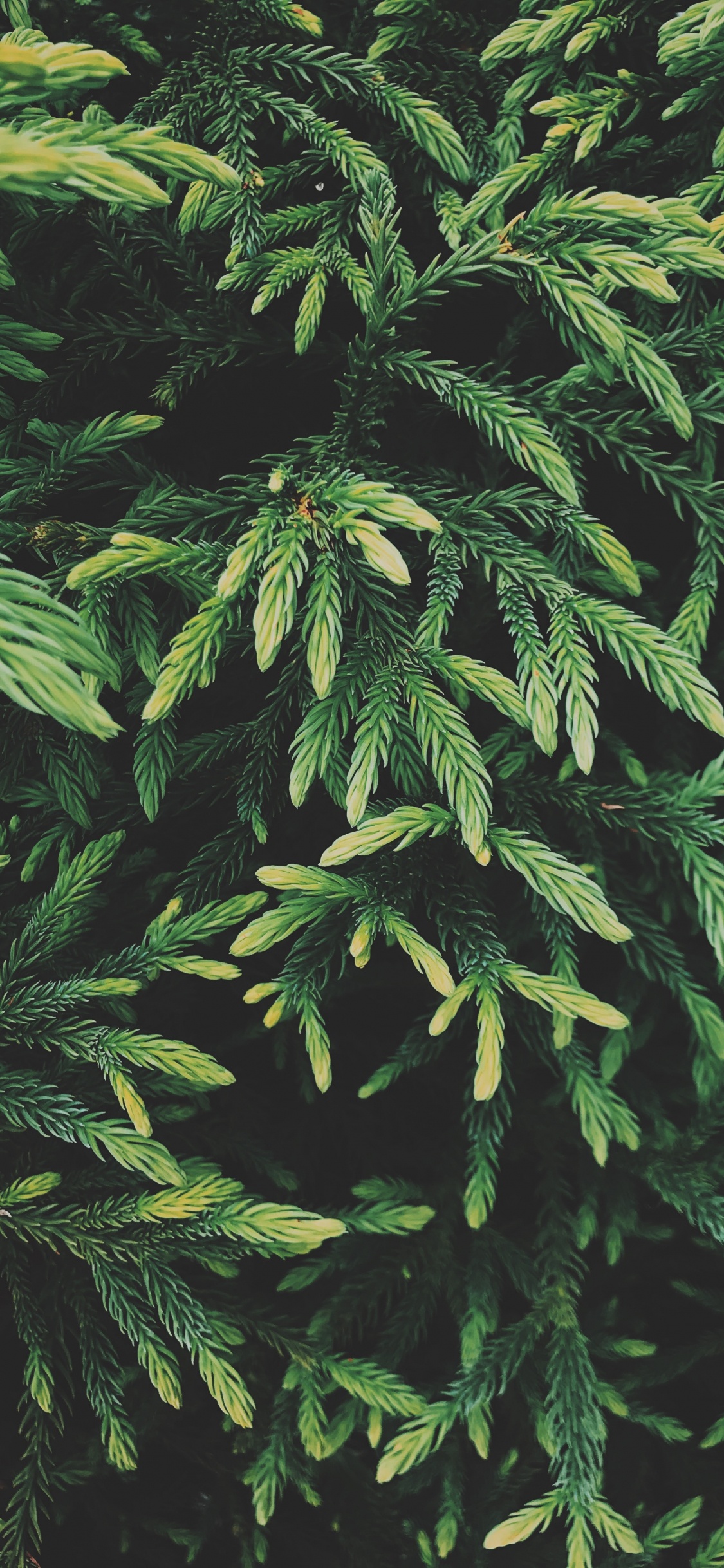 Spruce, Plante, Plante Terrestre, Feuille, Plantes Ligneuses. Wallpaper in 1125x2436 Resolution