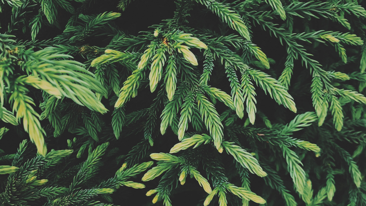 Spruce, Plante, Plante Terrestre, Feuille, Plantes Ligneuses. Wallpaper in 1280x720 Resolution