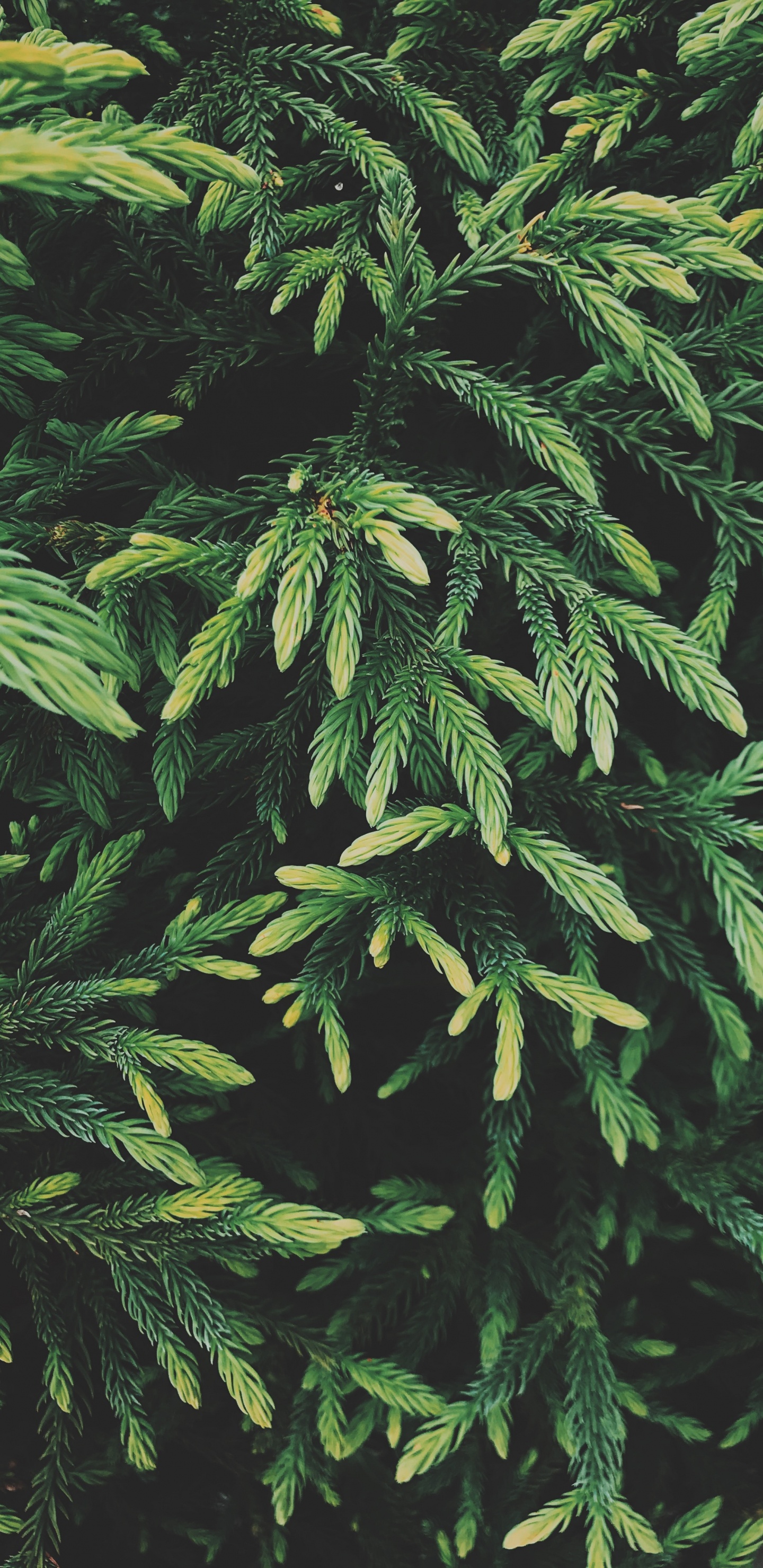 Spruce, Plante, Plante Terrestre, Feuille, Plantes Ligneuses. Wallpaper in 1440x2960 Resolution