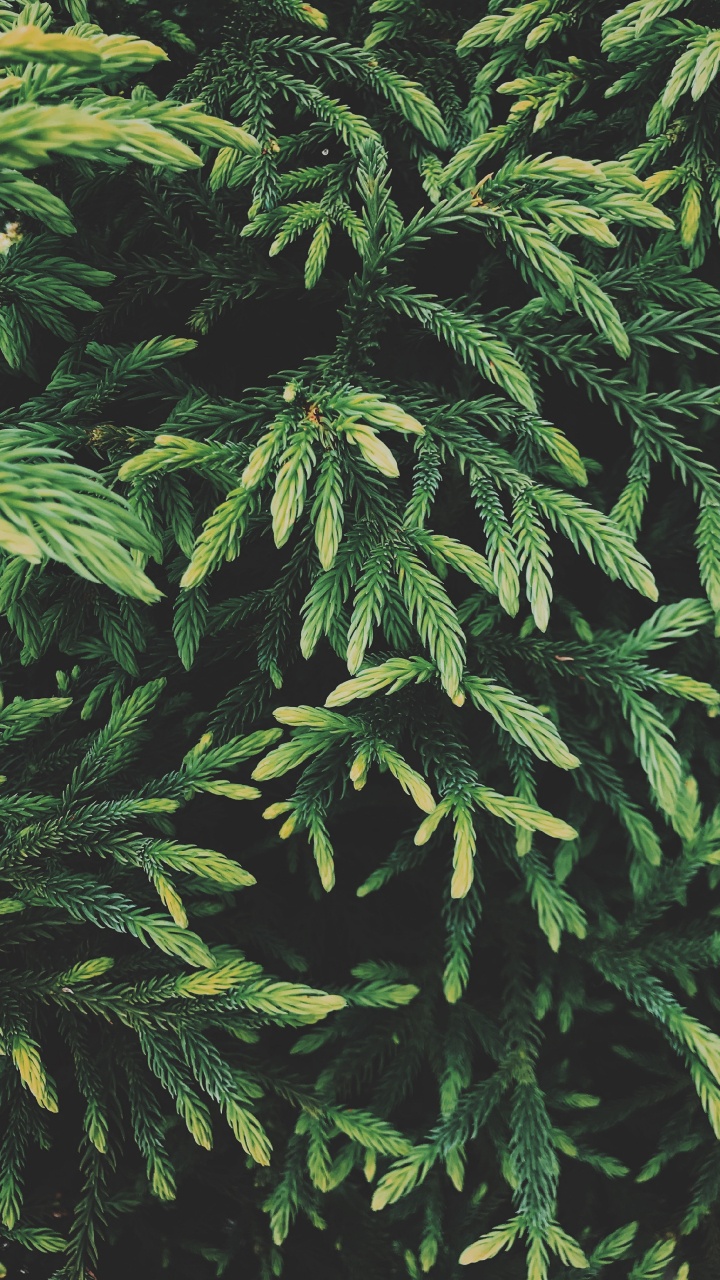Spruce, Plante, Plante Terrestre, Feuille, Plantes Ligneuses. Wallpaper in 720x1280 Resolution