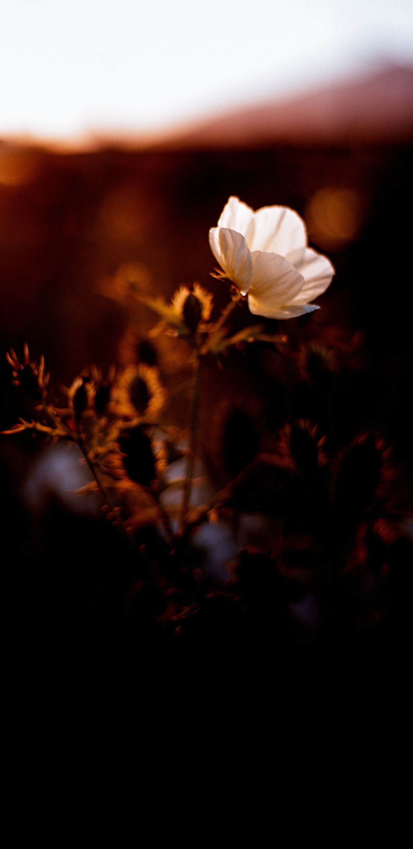 Affiche du Film., Affiche, Nuit, Pétale, Paysage Naturel. Wallpaper in 1440x2960 Resolution