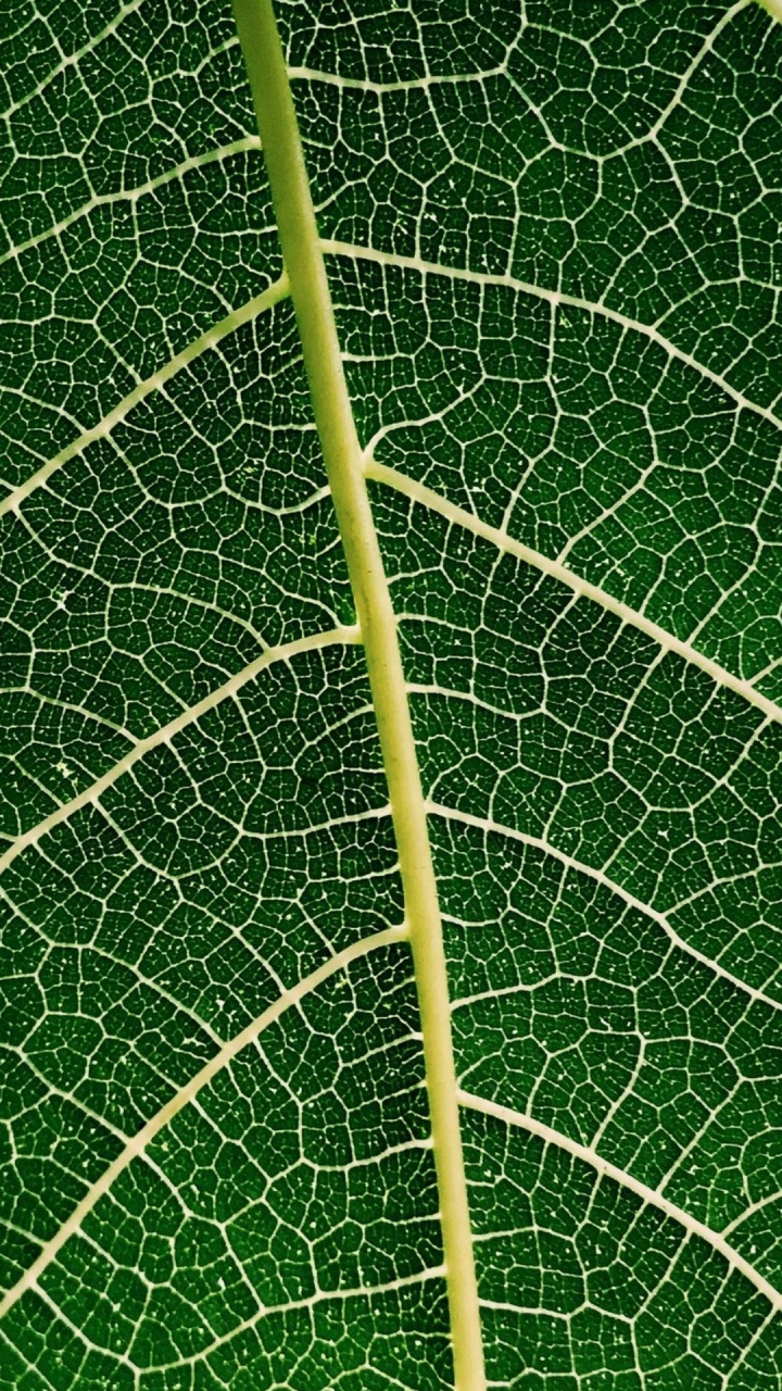 Leaf, Telecommunications, Internet, Telecom Egypt, Internet Service Provider. Wallpaper in 720x1280 Resolution