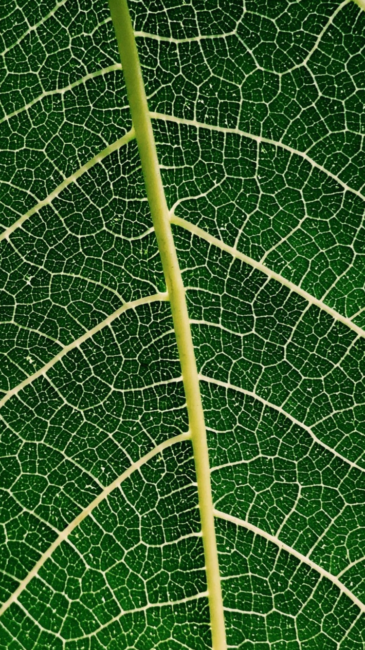 Leaf, Telecommunications, Internet, Telecom Egypt, Internet Service Provider. Wallpaper in 750x1334 Resolution