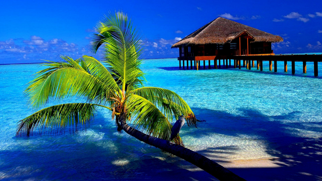 Brown Wooden House Near Palm Tree During Daytime. Wallpaper in 1366x768 Resolution