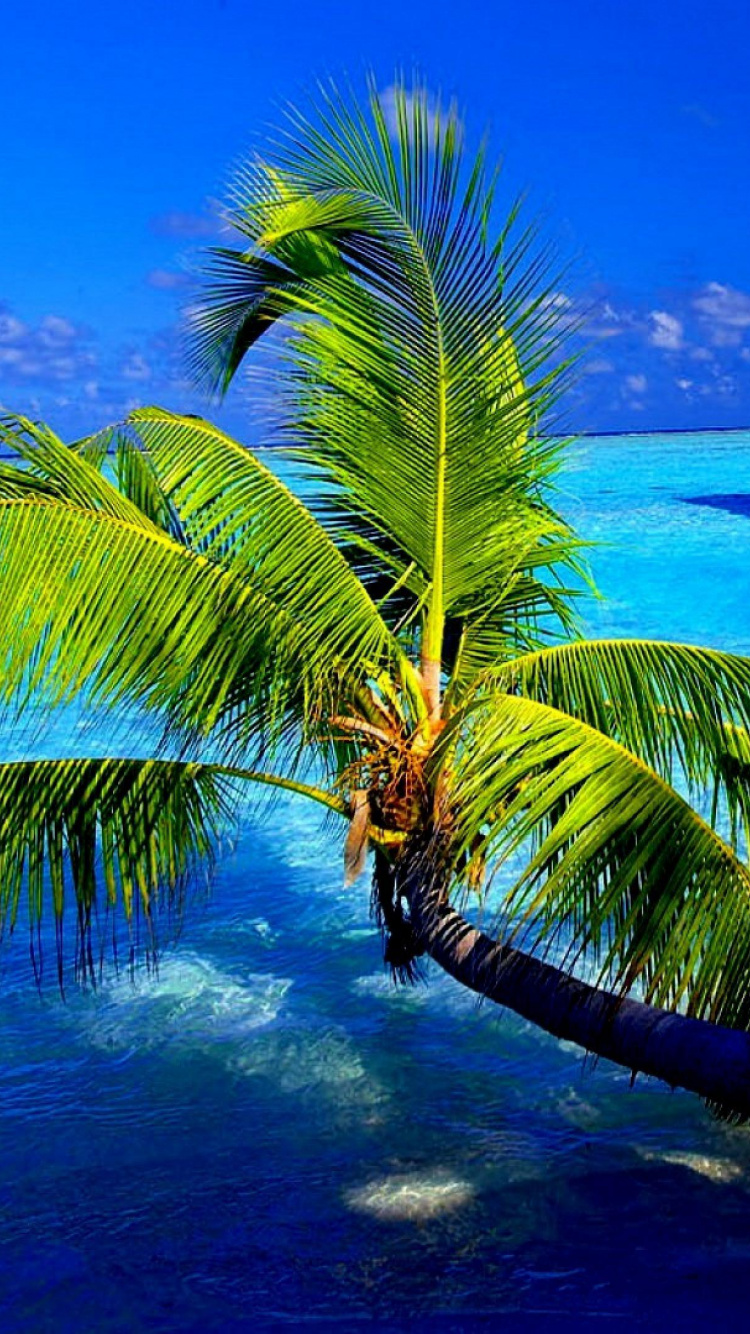 Brown Wooden House Near Palm Tree During Daytime. Wallpaper in 750x1334 Resolution