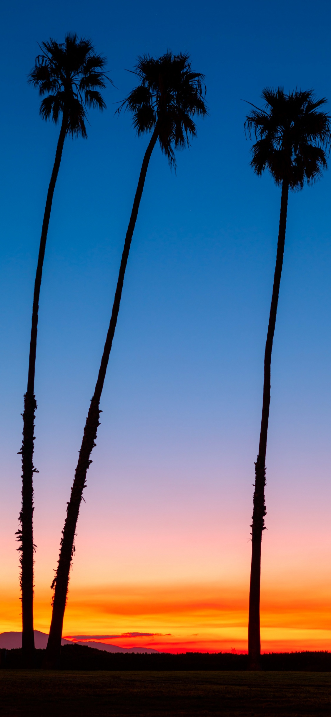 Afterglow, la Journée, Paysage Naturel, Végétation. Wallpaper in 1125x2436 Resolution