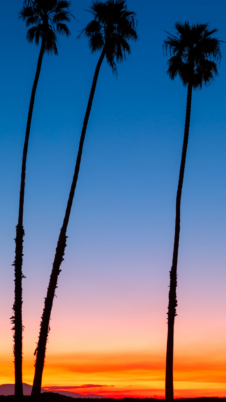 Afterglow, Palma, Sucursal, Paisaje Natural, la Vegetación. Wallpaper in 750x1334 Resolution