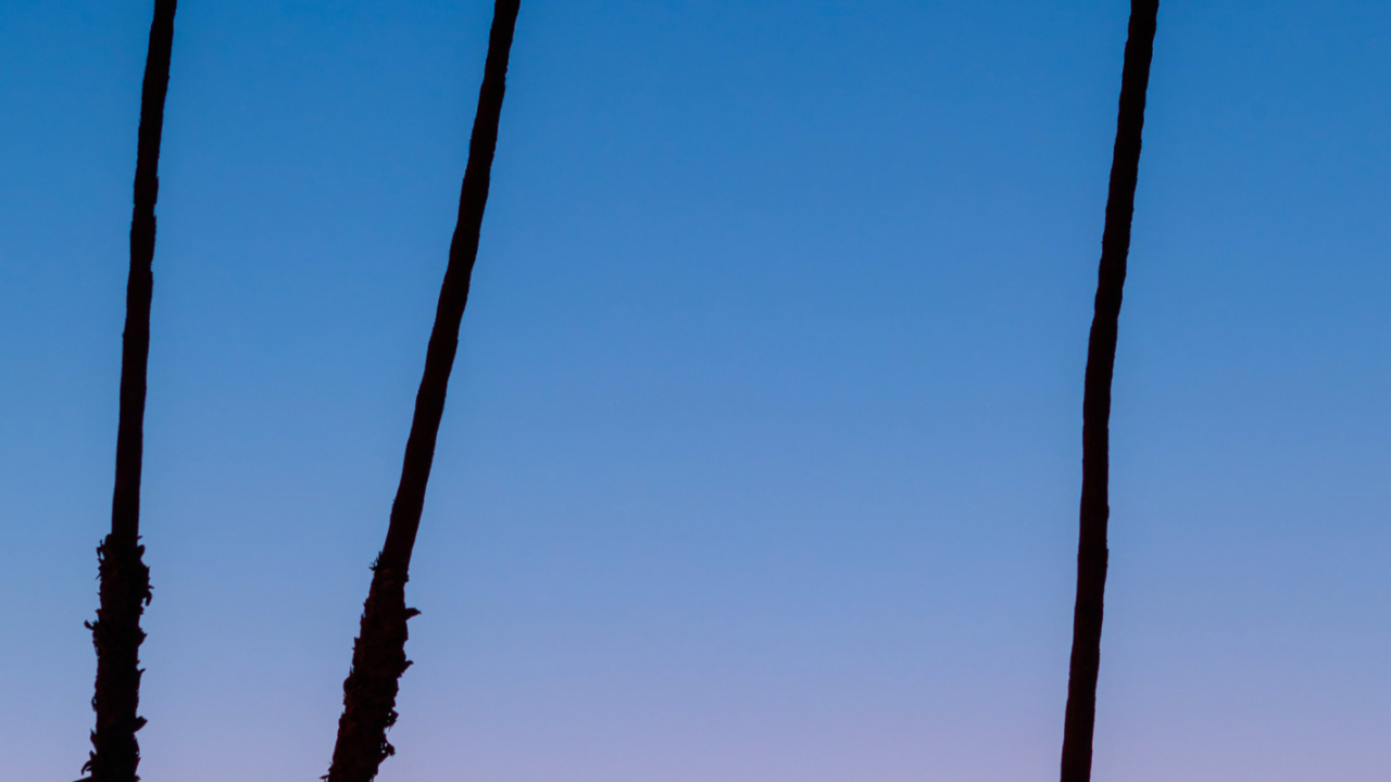 Afterglow, Palms, Baum, Tageszeit, Branch. Wallpaper in 1280x720 Resolution