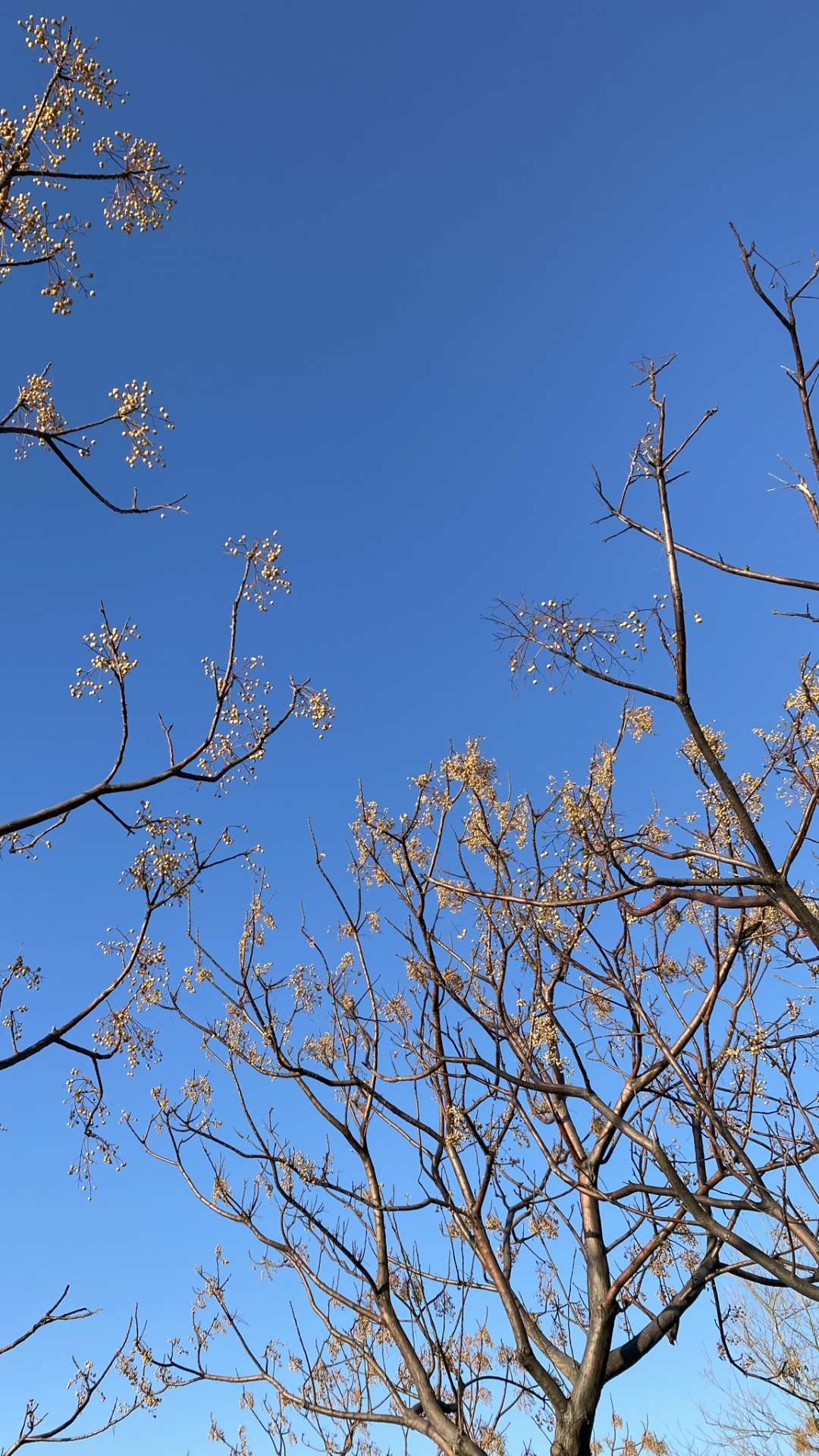 Azure, 树枝, 自然景观, 显花植物, 落叶 壁纸 1080x1920 允许