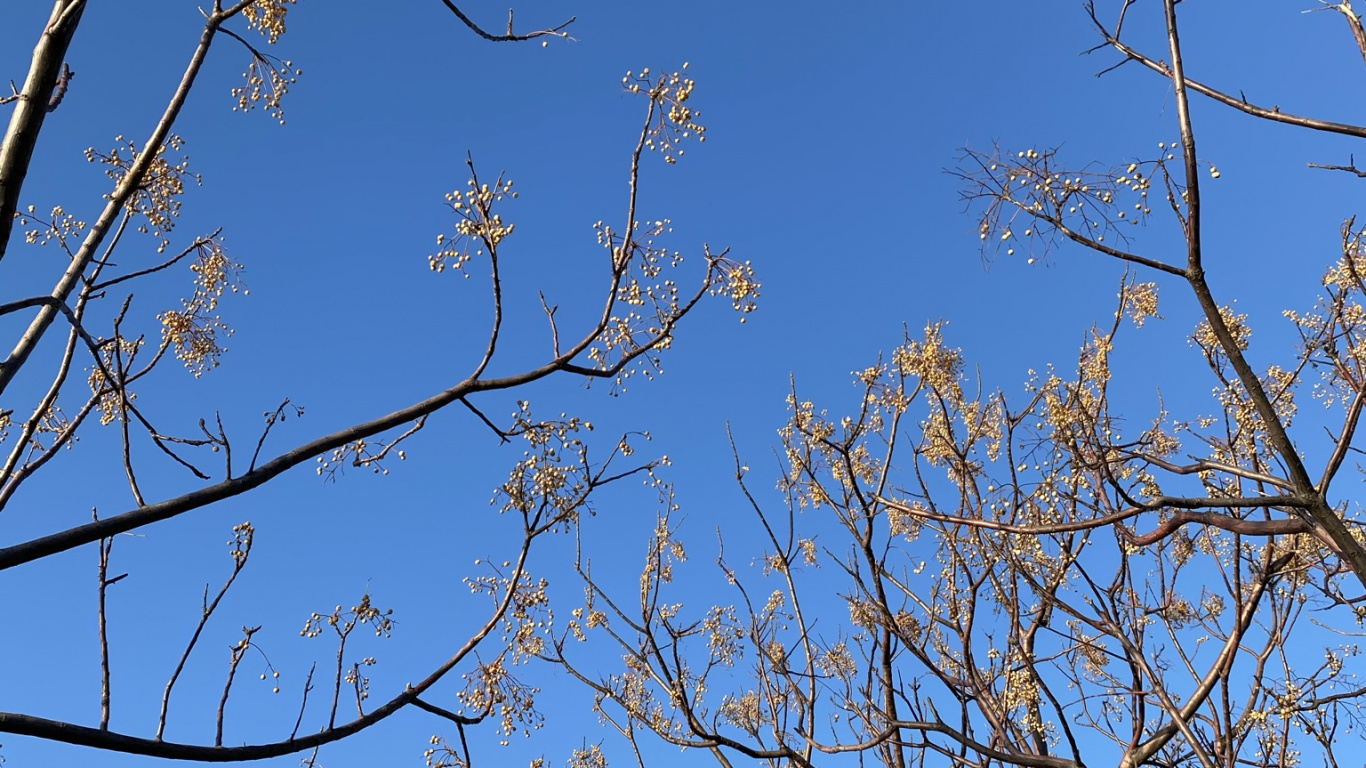 Azure, Twig, Branch, Tree, Natural Landscape. Wallpaper in 1366x768 Resolution