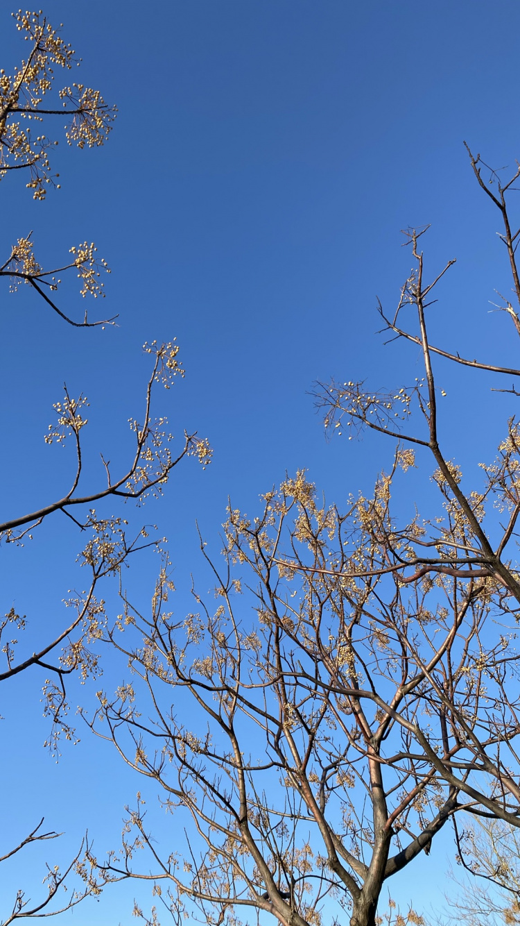 Azure, Zweig, Branch, Baum, Naturlandschaft. Wallpaper in 750x1334 Resolution