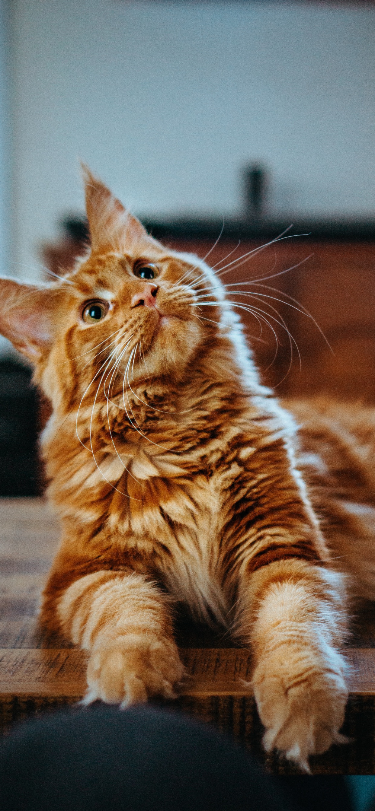 Cat, Orange Maine Coon, Maine Coon, Ragdoll, Persian Cat. Wallpaper in 1242x2688 Resolution