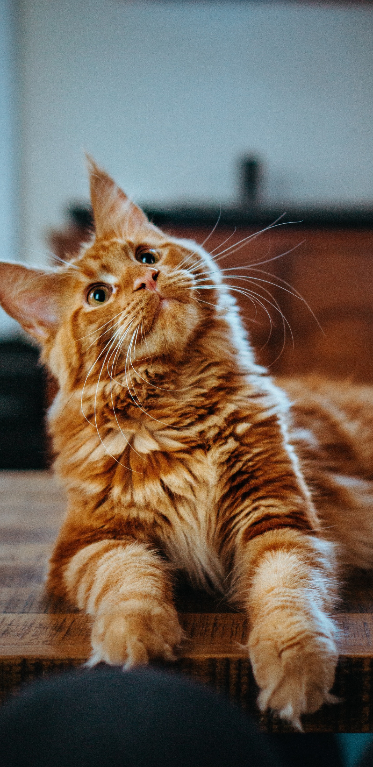 Cat, Orange Maine Coon, Maine Coon, Ragdoll, Persian Cat. Wallpaper in 1440x2960 Resolution