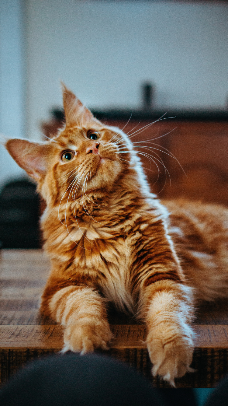 Chat, Maine Coon Orange, le Maine Coon, Ragdoll, Chat Persan. Wallpaper in 750x1334 Resolution