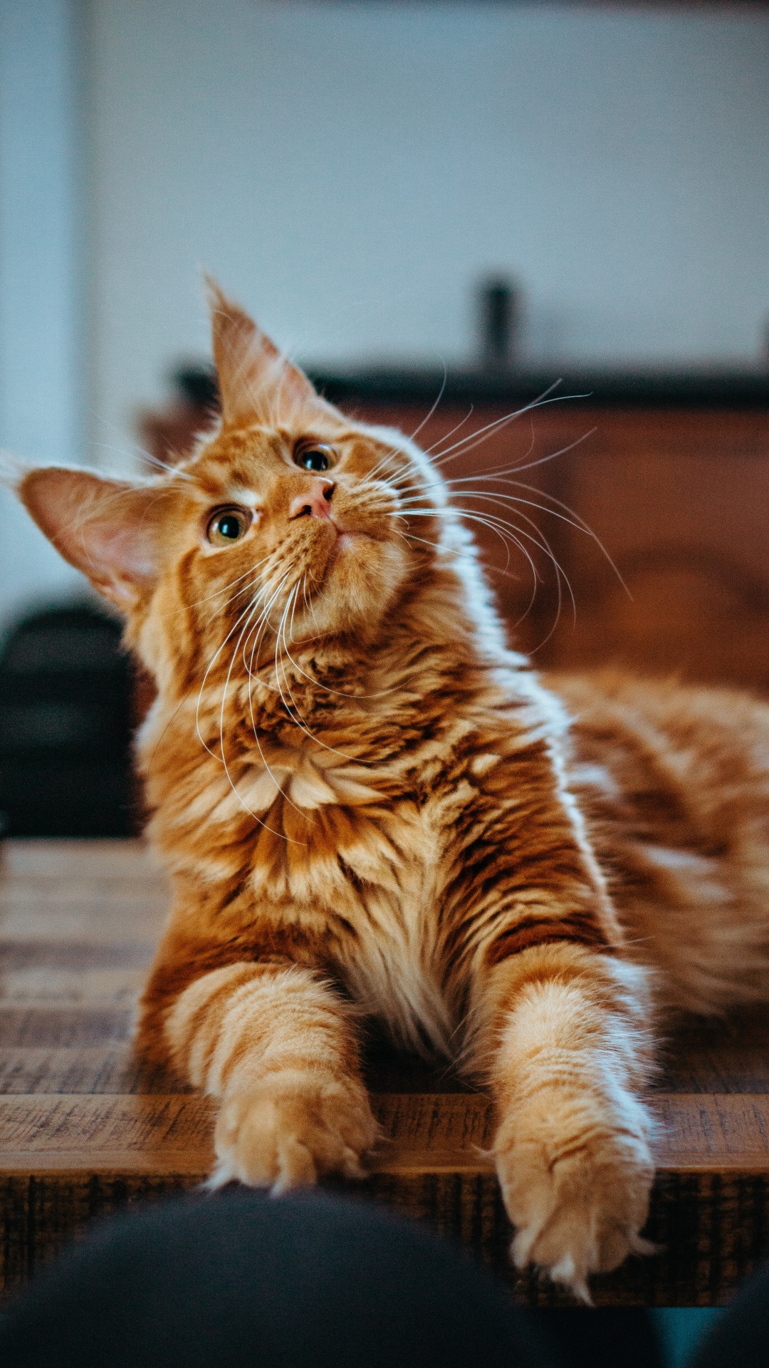 Gato, Maine Coon Naranja, Maine Coon, Ragdoll, Gato Persa. Wallpaper in 1080x1920 Resolution