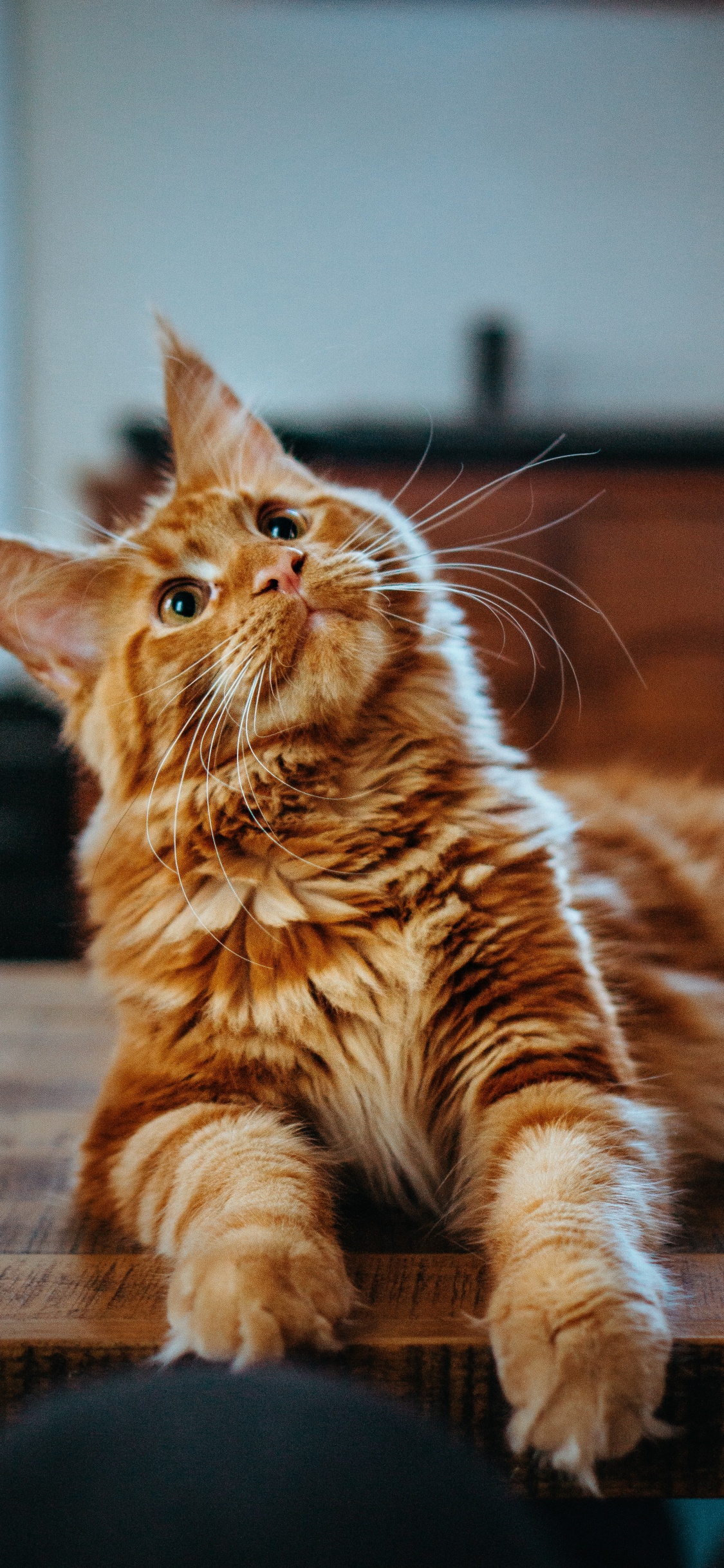 Katze, Orange Maine Coon, Maine Coon, Ragdoll, Perserkatze. Wallpaper in 1125x2436 Resolution