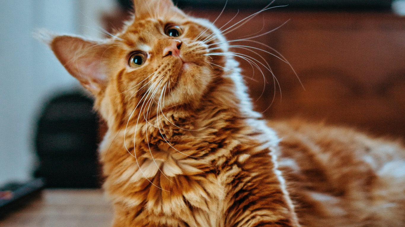 Katze, Orange Maine Coon, Maine Coon, Ragdoll, Perserkatze. Wallpaper in 1366x768 Resolution