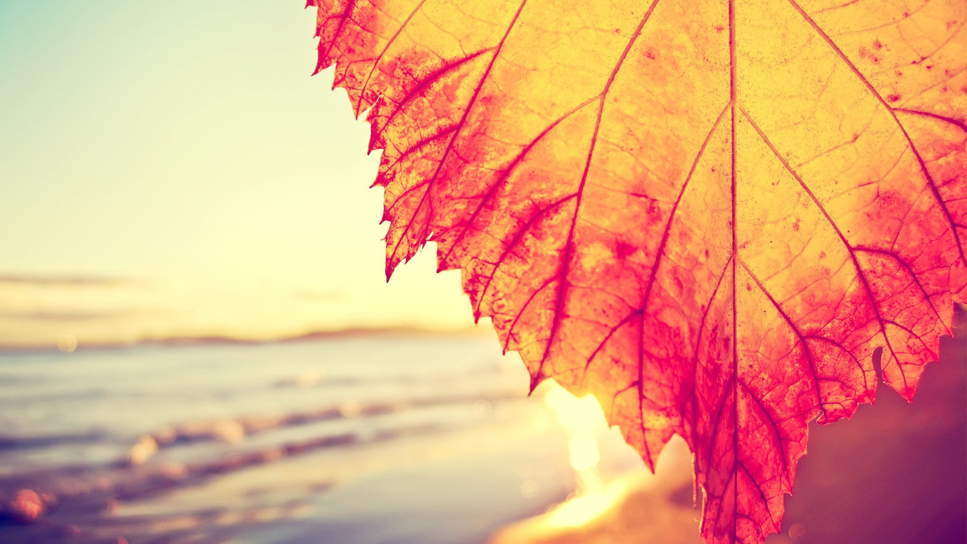 Orange Maple Leaf During Daytime. Wallpaper in 1920x1080 Resolution