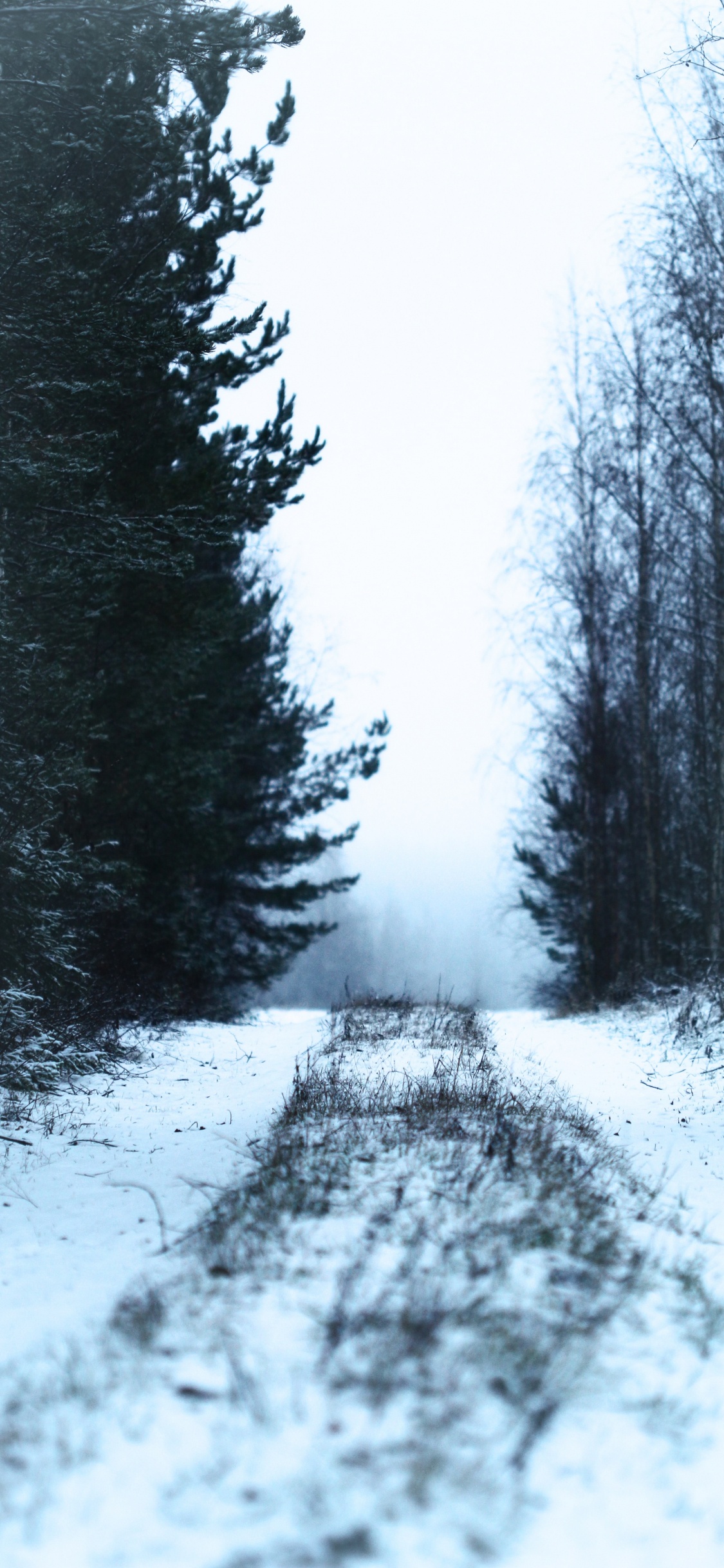 冬天, 性质, 冻结, 森林, 自然环境 壁纸 1125x2436 允许