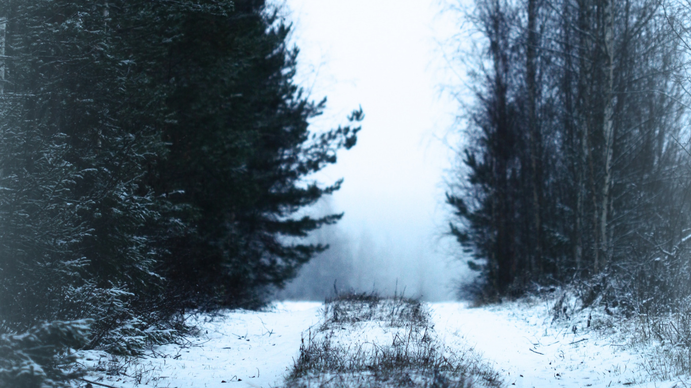 冬天, 性质, 冻结, 森林, 自然环境 壁纸 1366x768 允许