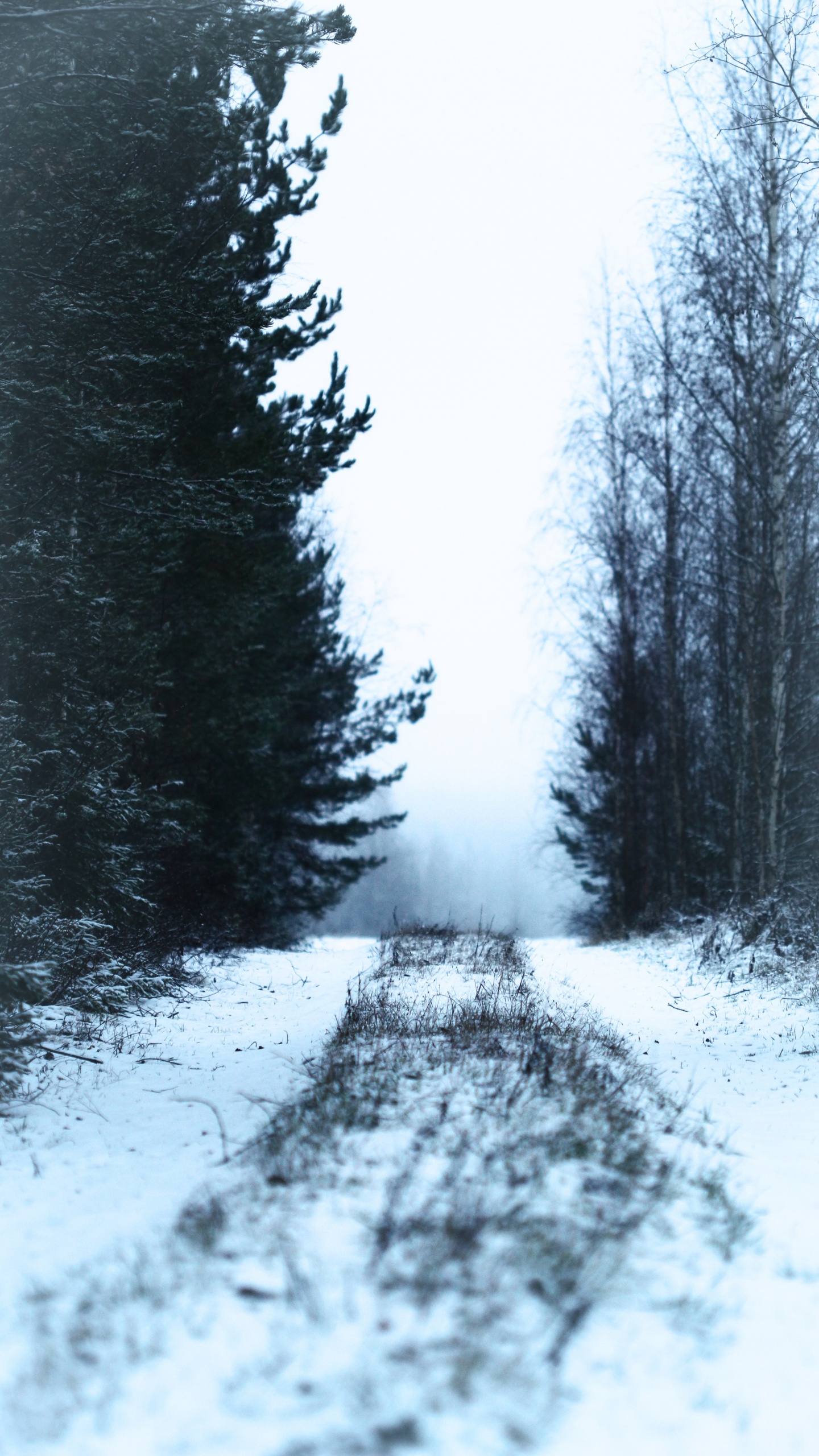 冬天, 性质, 冻结, 森林, 自然环境 壁纸 1440x2560 允许