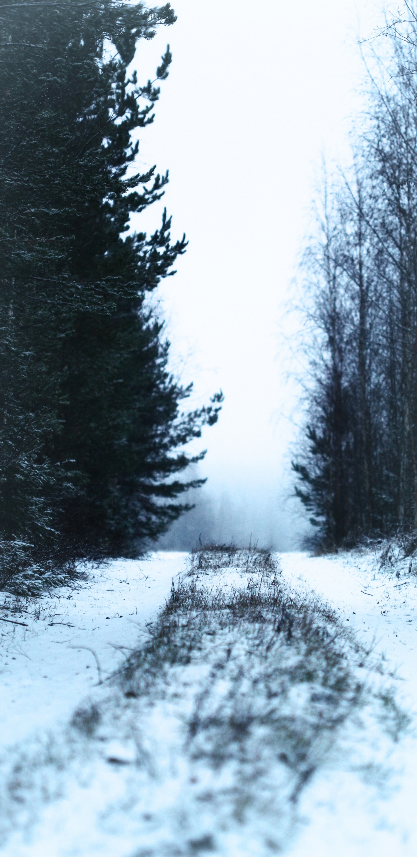 Snow, Winter, Tree, Nature, Freezing. Wallpaper in 1440x2960 Resolution