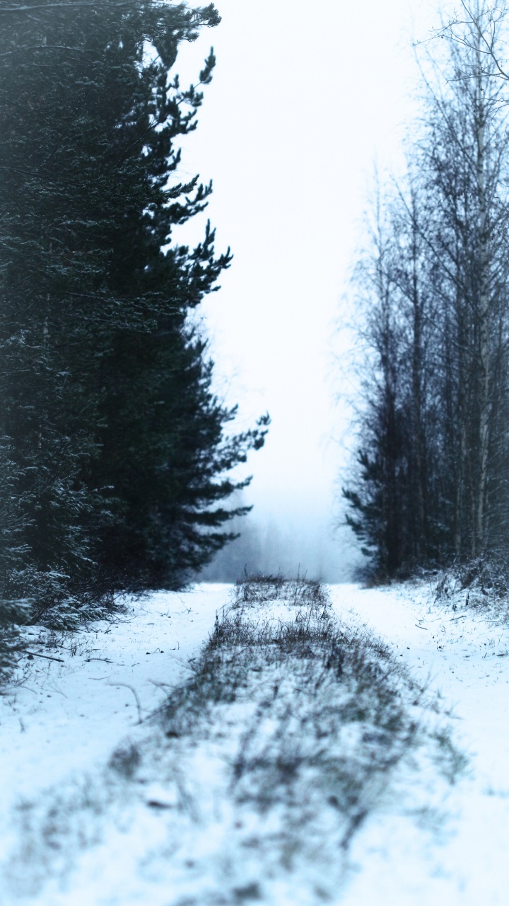 Snow, Winter, Tree, Nature, Freezing. Wallpaper in 720x1280 Resolution