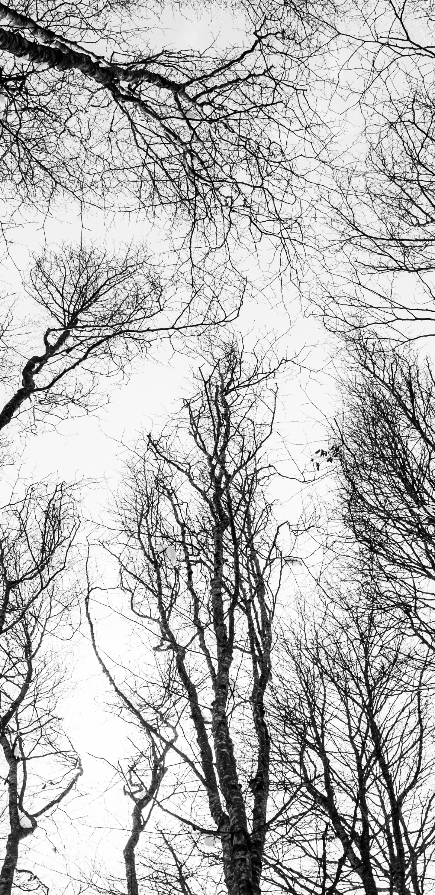 Black and White, Forest, Tree, Sketch, Branch. Wallpaper in 1440x2960 Resolution