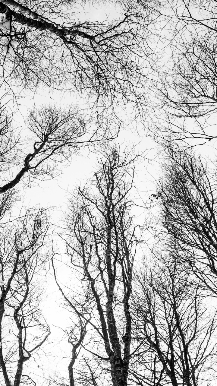 Black and White, Forest, Tree, Sketch, Branch. Wallpaper in 720x1280 Resolution