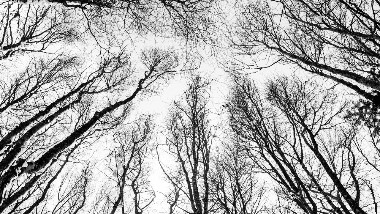 en Blanco y Negro, Boceto, Sucursal, Naturaleza, Planta Leñosa. Wallpaper in 1280x720 Resolution