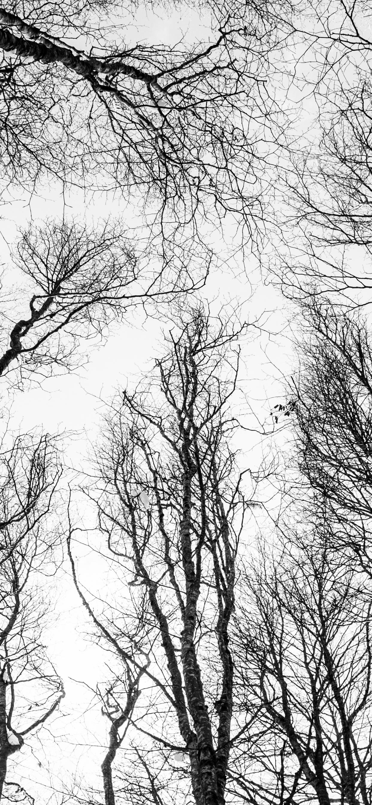 Schwarz Und Weiß, Wald, Baum, Skizze, Branch. Wallpaper in 1242x2688 Resolution