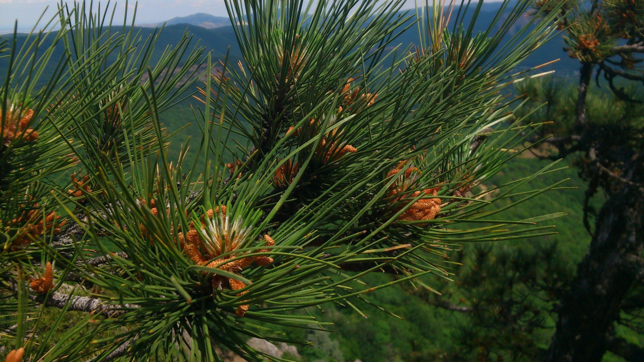 Green and Brown Plant During Daytime. Wallpaper in 1280x720 Resolution