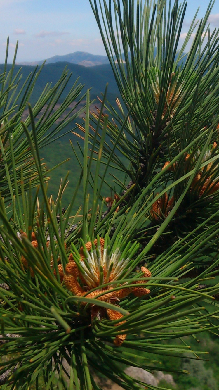 Green and Brown Plant During Daytime. Wallpaper in 750x1334 Resolution