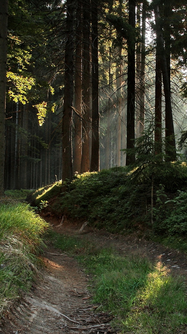 Hierba Verde y Árboles Durante el Día. Wallpaper in 720x1280 Resolution