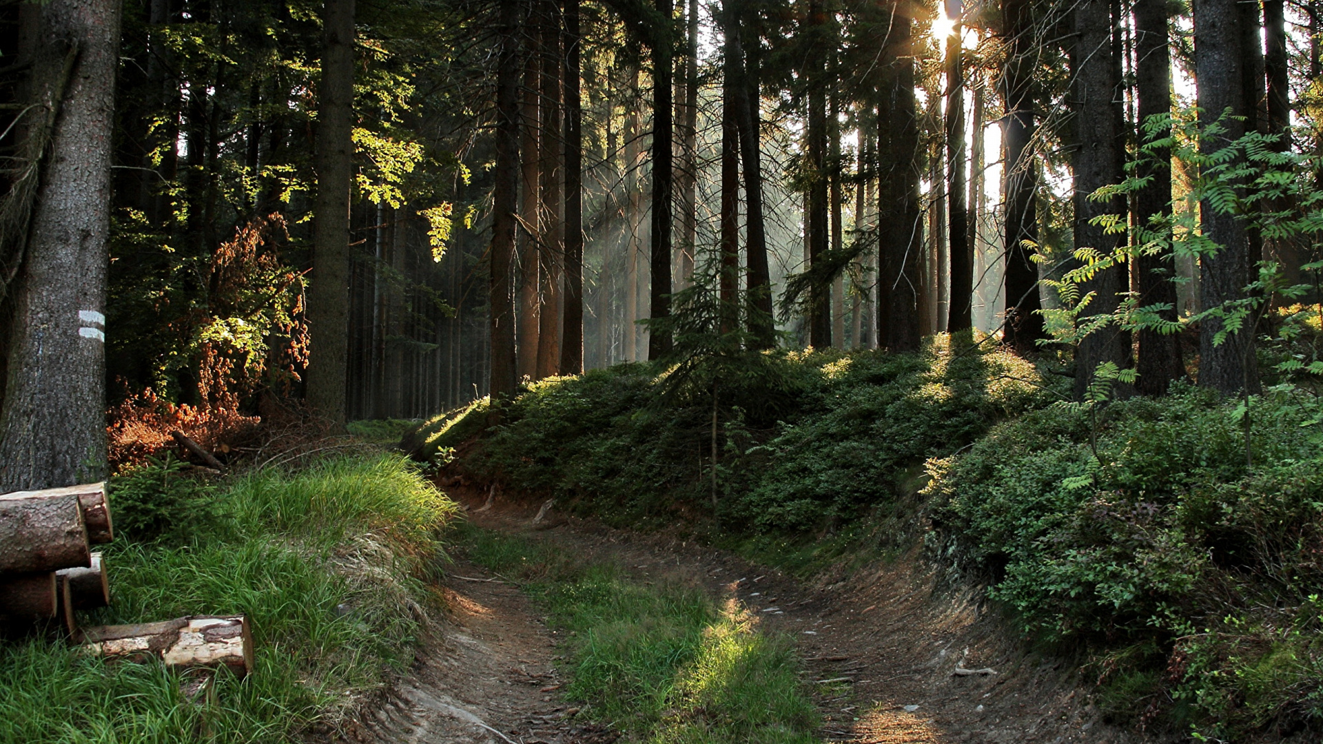 Green Grass and Trees During Daytime. Wallpaper in 1920x1080 Resolution