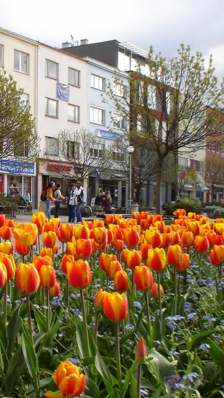 Orangefarbene Früchte Auf Grünem Gras in Der Nähe Von Weißem Betongebäude Tagsüber During. Wallpaper in 750x1334 Resolution