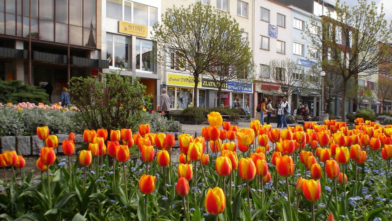 Orange Fruits on Green Grass Near White Concrete Building During Daytime. Wallpaper in 1280x720 Resolution