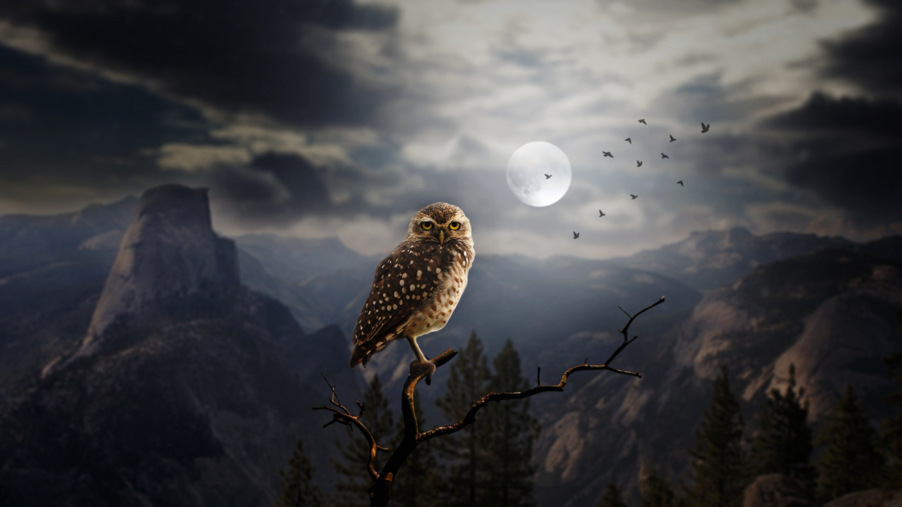 Brown Bird on Brown Tree Branch During Daytime. Wallpaper in 1280x720 Resolution