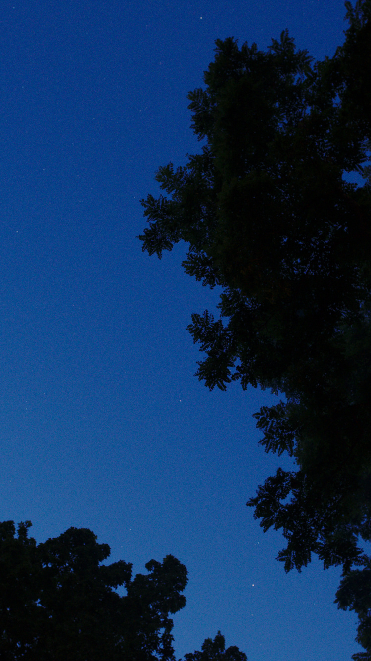 Árboles Verdes Bajo un Cielo Azul Durante la Noche. Wallpaper in 750x1334 Resolution