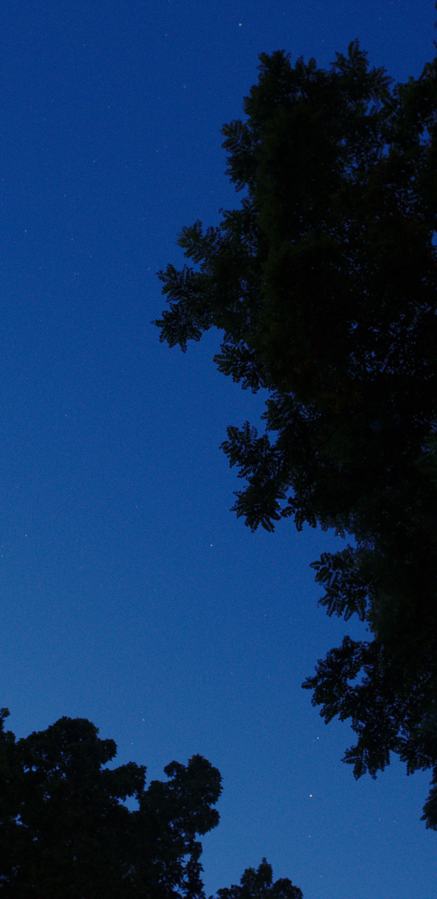 Arbres Verts Sous Ciel Bleu Pendant la Nuit. Wallpaper in 1440x2960 Resolution