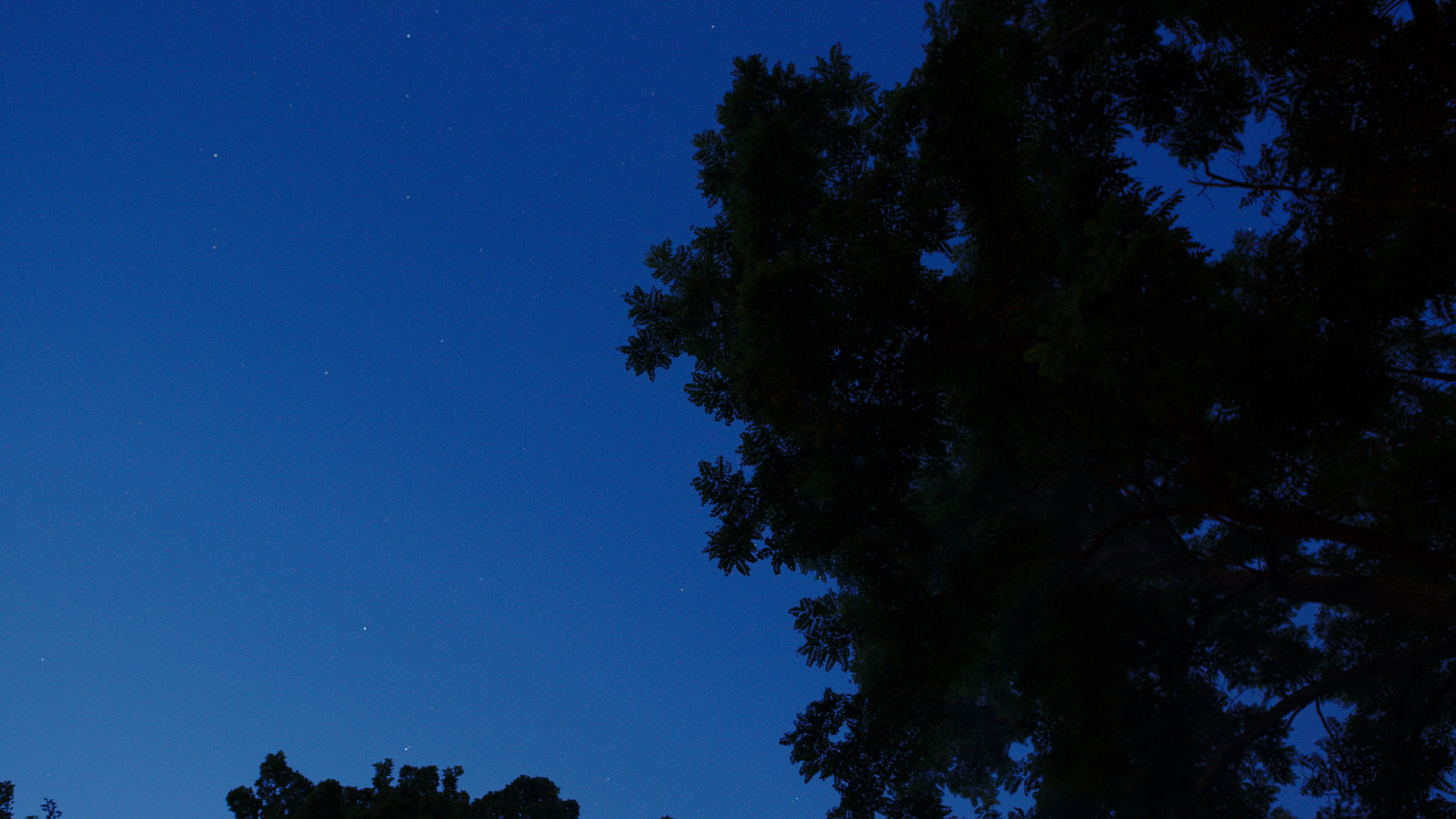Arbres Verts Sous Ciel Bleu Pendant la Nuit. Wallpaper in 2560x1440 Resolution