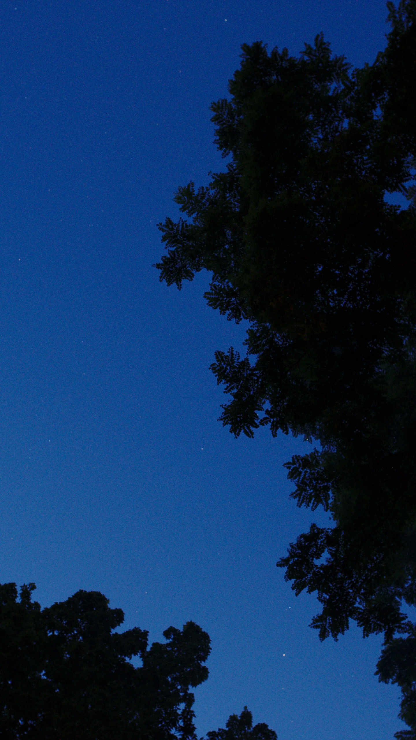 Grüne Bäume Unter Blauem Himmel Während Der Nacht Night. Wallpaper in 1440x2560 Resolution