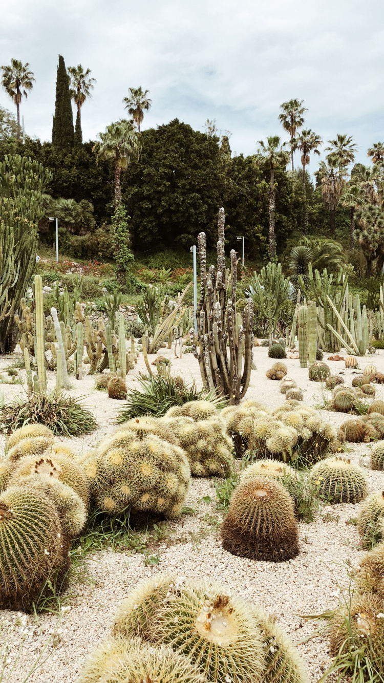 la Vegetación, Arbustos, Bioma, Cactus, el Jardín Botánico De. Wallpaper in 750x1334 Resolution