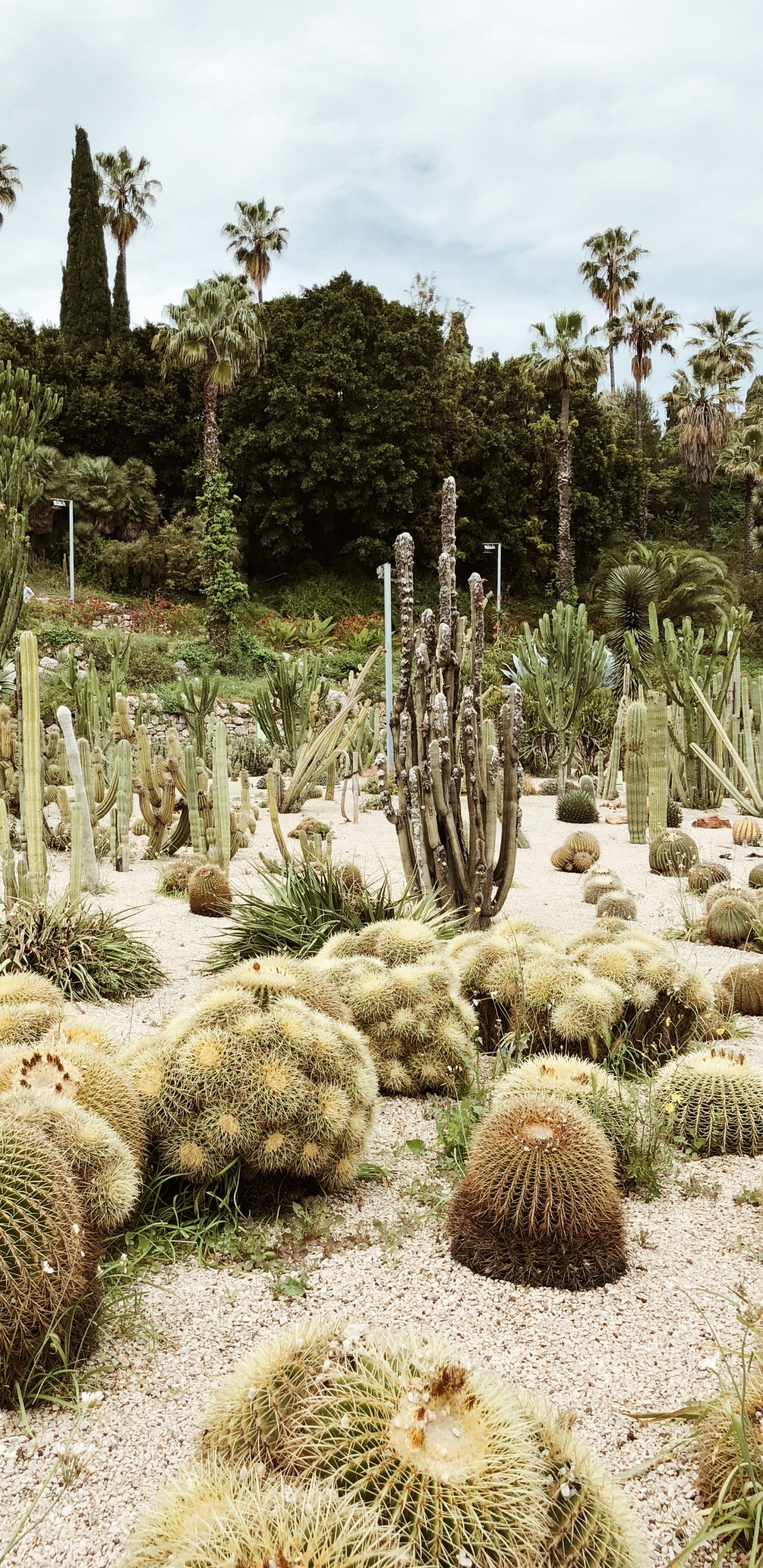 Vegetation, Heideflächen, Biome, Kaktus, Botanischer Garten. Wallpaper in 1440x2960 Resolution