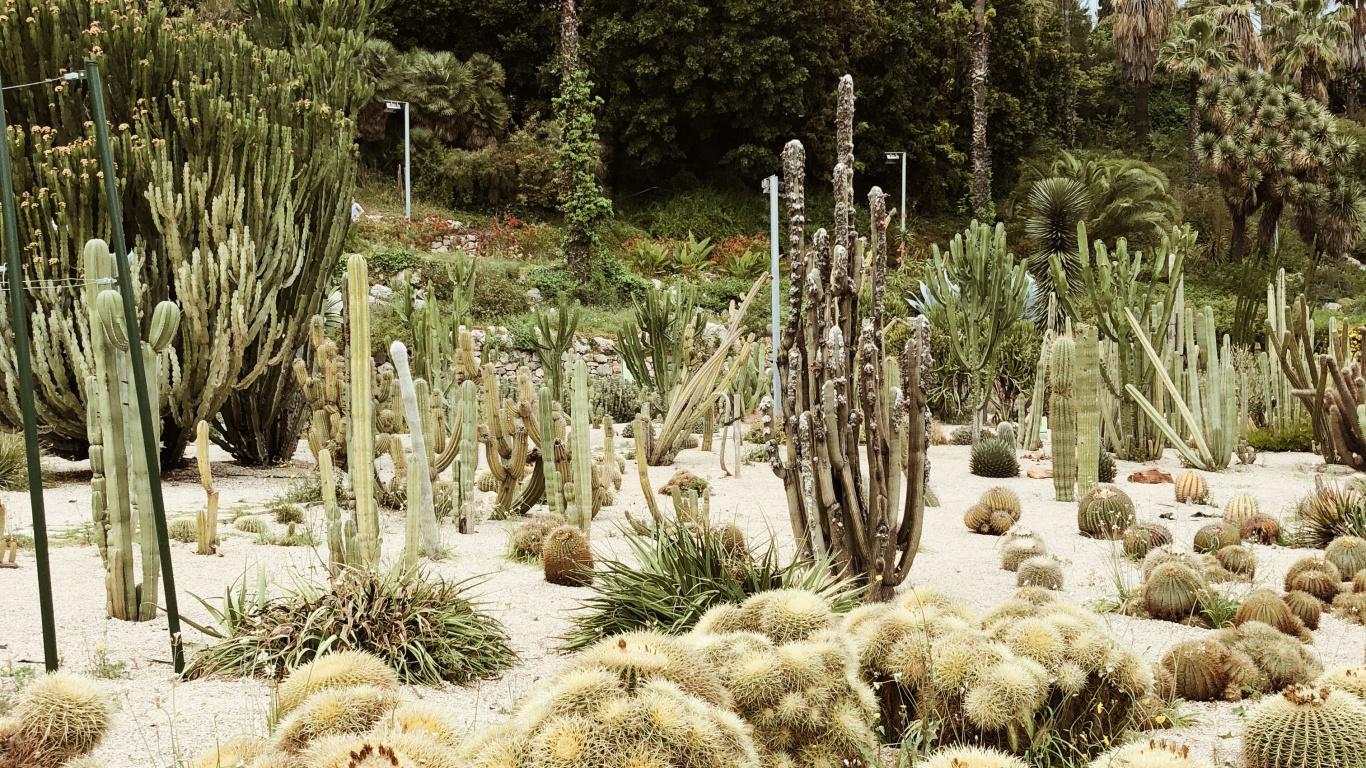 Végétation, Les Landes, Biome, Cactus, Jardin Botanique. Wallpaper in 1366x768 Resolution
