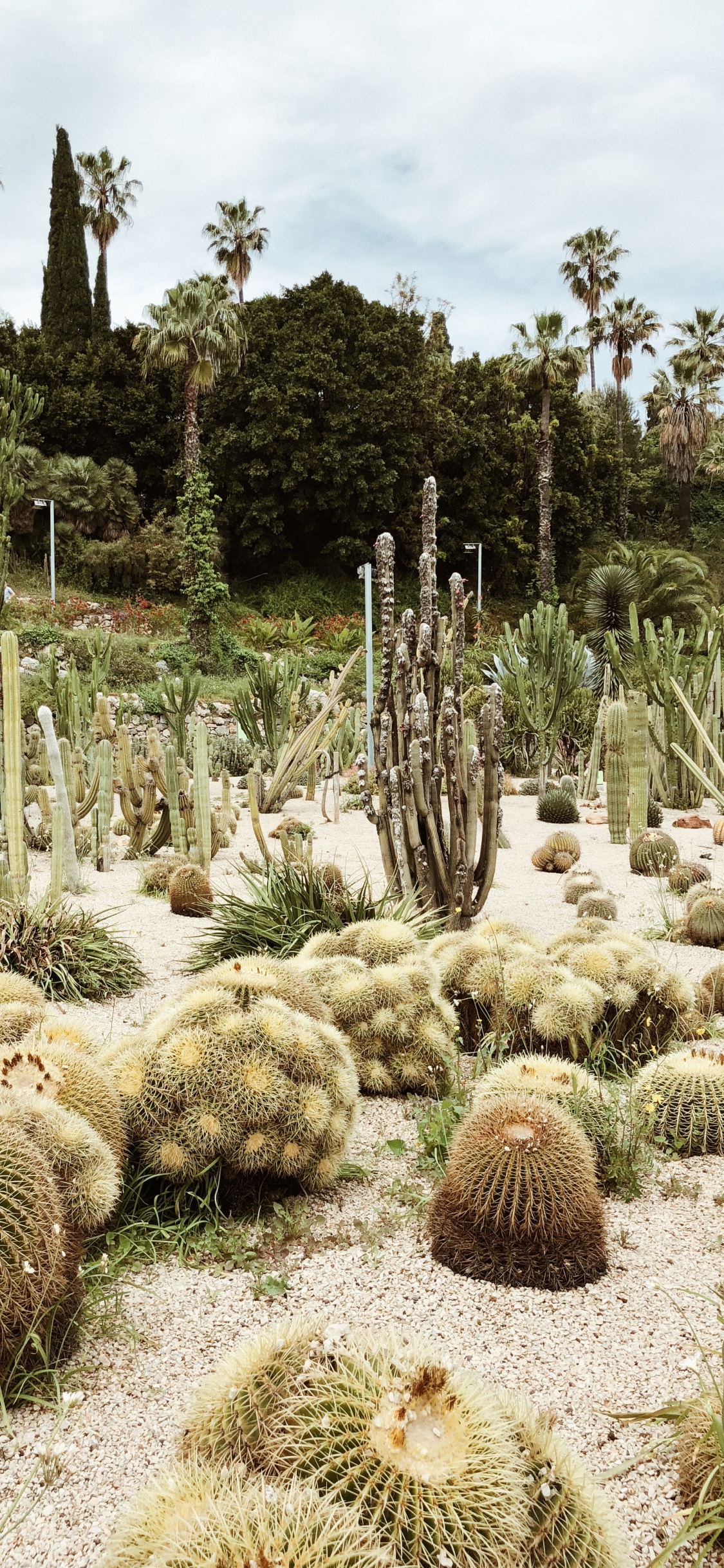 Vegetation, Shrubland, Biome, Cactus, Landscape. Wallpaper in 1125x2436 Resolution