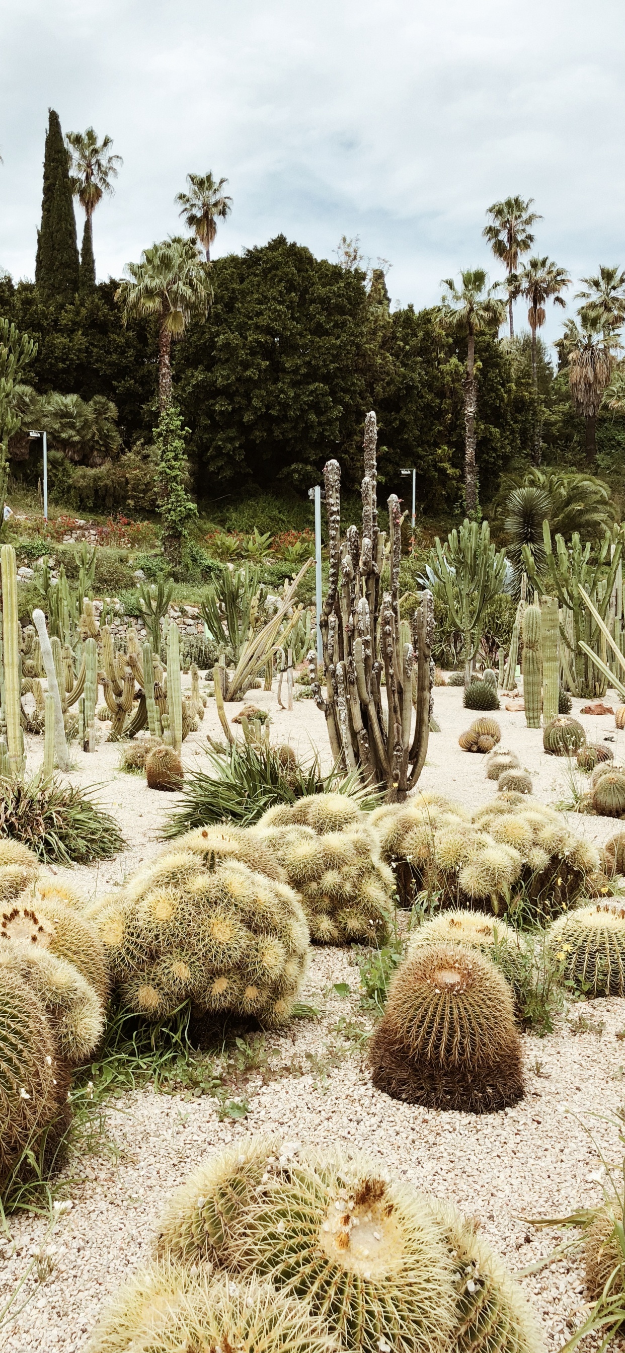 Vegetation, Shrubland, Biome, Cactus, Landscape. Wallpaper in 1242x2688 Resolution