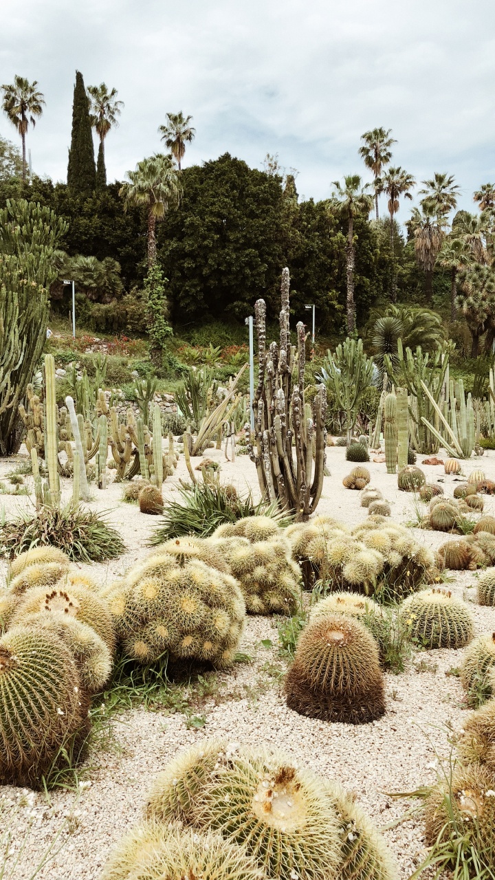 Vegetation, Shrubland, Biome, Cactus, Landscape. Wallpaper in 720x1280 Resolution