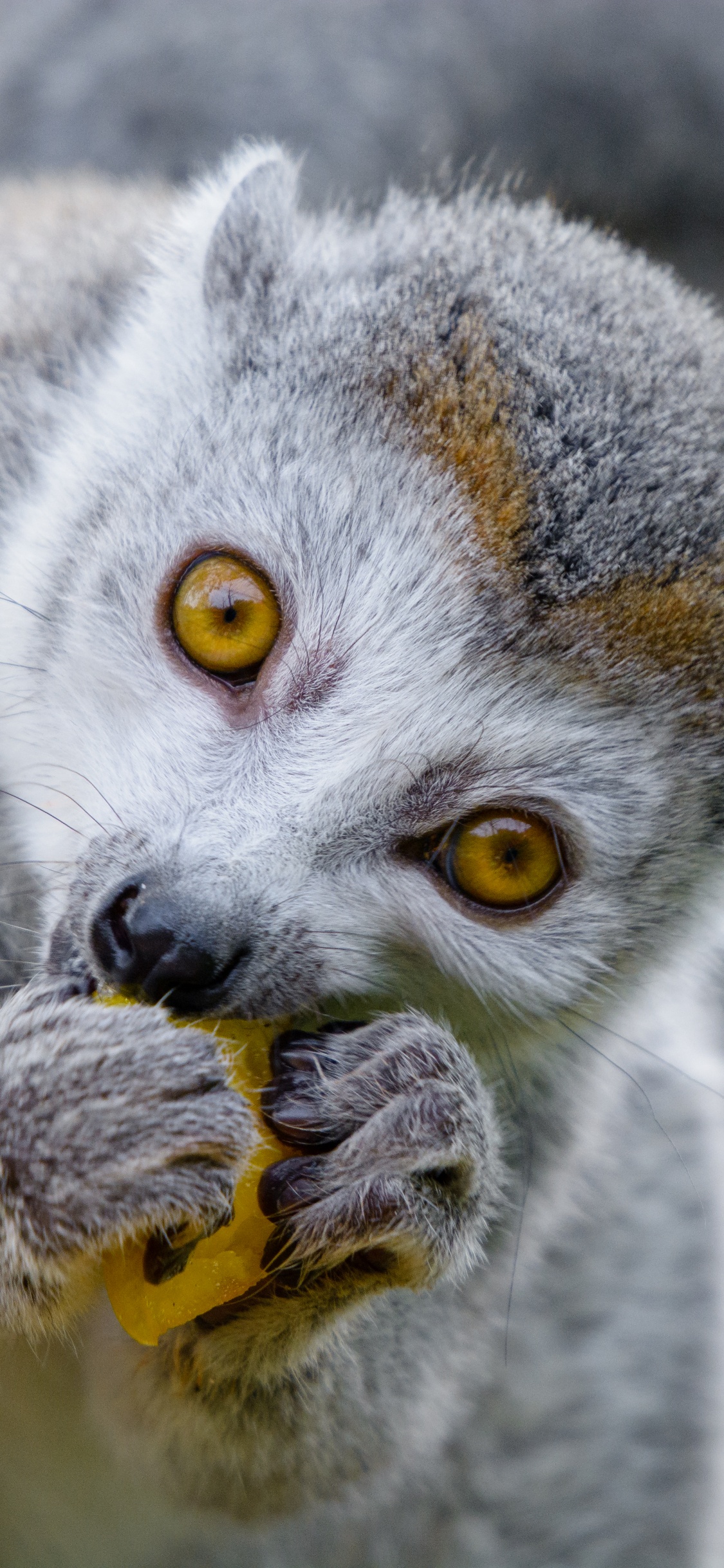 Gato Gris y Blanco Con Ojos Naranjas. Wallpaper in 1125x2436 Resolution